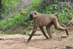 Mole National Park