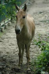 Shanghai Zoo
