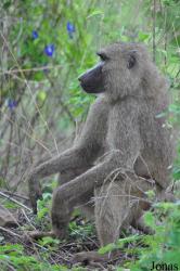 Mole National Park