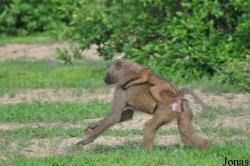 Mole National Park