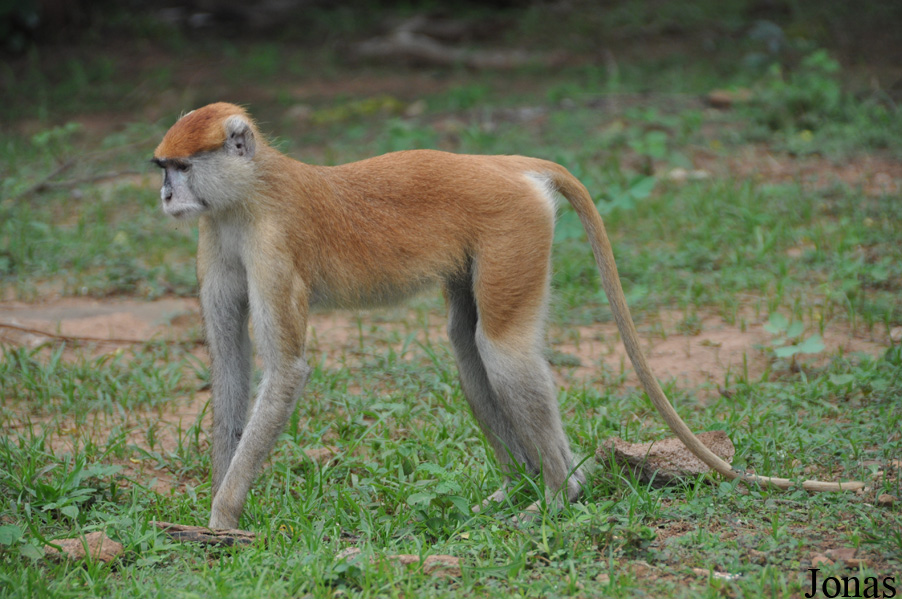 Mole National Park
