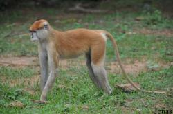 Mole National Park