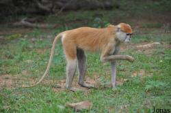 Mole National Park