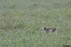 Mole National Park