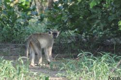 Mole National Park