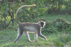 Mole National Park