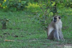 Mole National Park