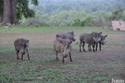 Mole National Park