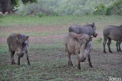 Mole National Park