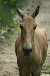 Shanghai Zoo