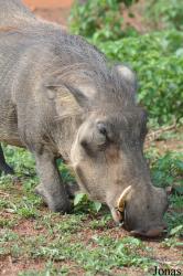 Mole National Park