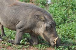 Mole National Park