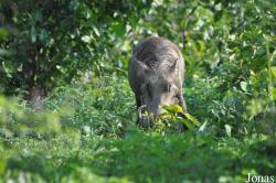 Mole National Park