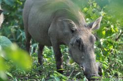 Mole National Park