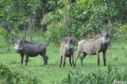 Mole National Park