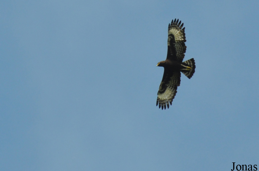Mole National Park