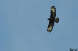 Mole National Park