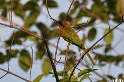 Merops bulocki