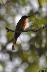 Mole National Park