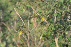 Mole National Park