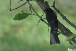 Mole National Park