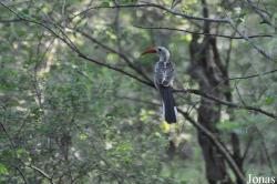Mole National Park