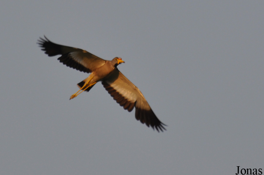 Mole National Park