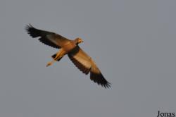 Mole National Park
