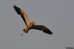 Mole National Park