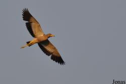 Mole National Park
