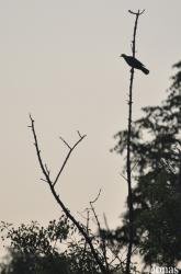 Mole National Park