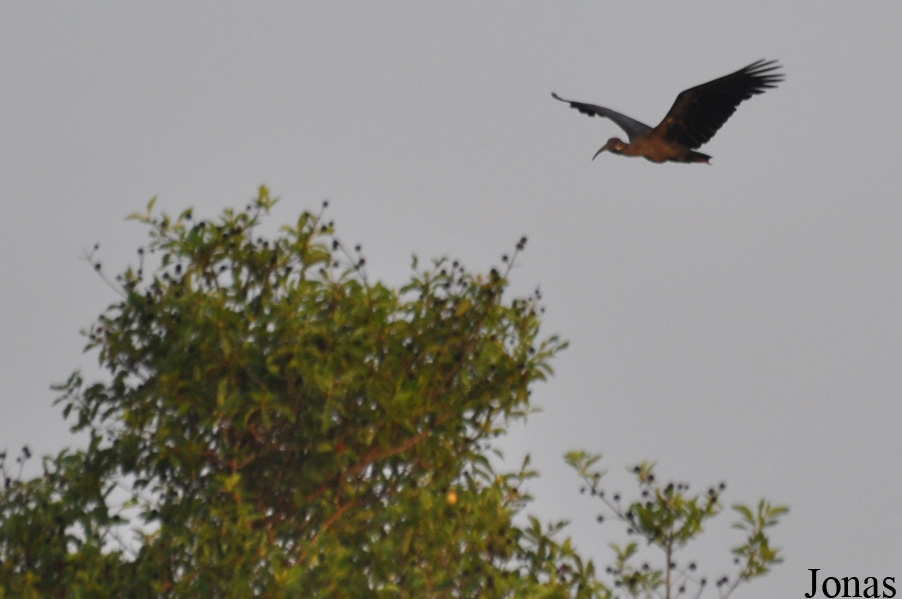 Mole National Park