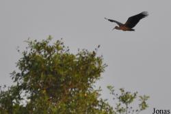 Mole National Park