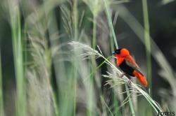 Euplectes franciscanus