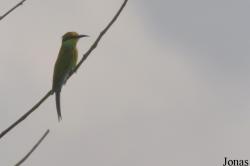 Merops hirundineus