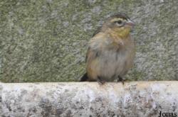 Le Jardin aux Oiseaux/Zoo d'Upie