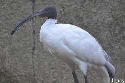 Le Jardin aux Oiseaux/Zoo d'Upie