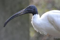 Le Jardin aux Oiseaux/Zoo d'Upie