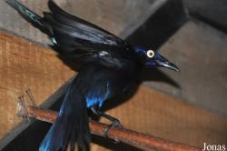Lamprotornis splendidus