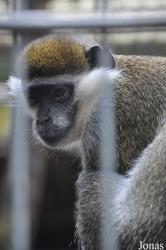 Kobelt-Zoo