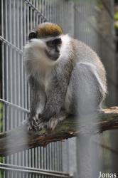 Kobelt-Zoo