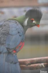 Vogelpark Heddesheim