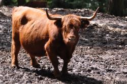 Parc Animalier de Bouillon