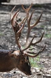 Parc Animalier de Bouillon