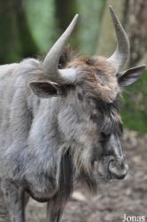 Parc Animalier de Bouillon