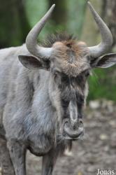 Parc Animalier de Bouillon