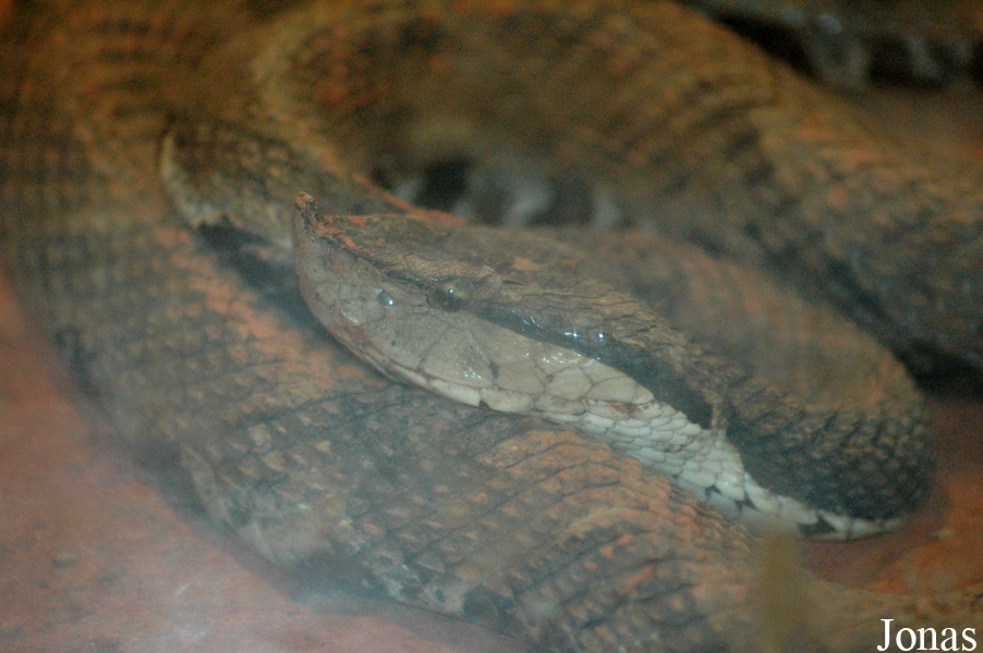Shanghai Zoo
