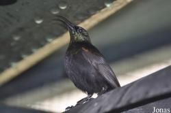 Tropical Wings Zoo