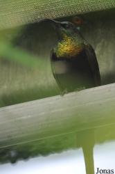 Tropical Wings Zoo