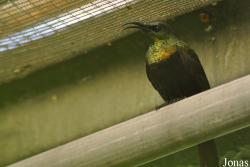 Tropical Wings Zoo